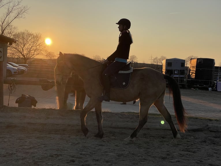 Speed Racking Horse Gelding 4 years 15,2 hh Buckskin in Obermichelbach