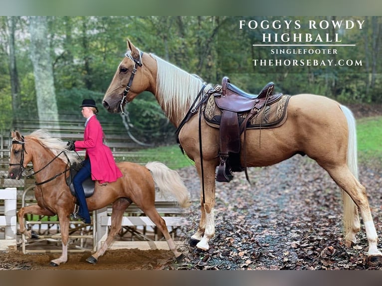 Speed Racking Horse Gelding 7 years 15,1 hh Palomino in Blue Ridge, GA