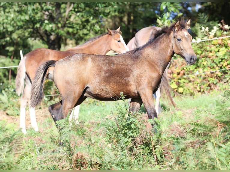 Speed Racking Horse Hengst Fohlen (01/2025) 156 cm Buckskin in Eusserthal