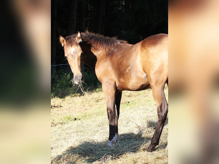 Speed Racking Horse Hengst Fohlen (01/2025) 156 cm Buckskin in Eusserthal