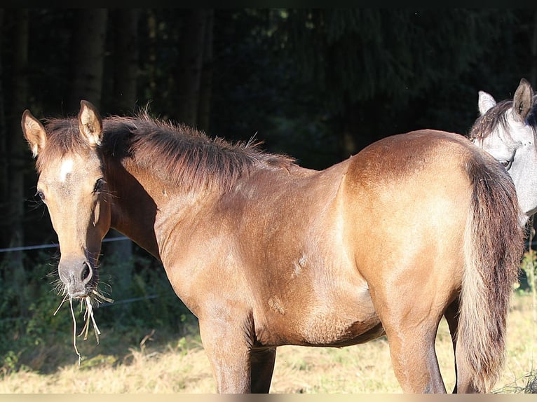 Speed Racking Horse Hengst Fohlen (01/2025) 156 cm Buckskin in Eusserthal
