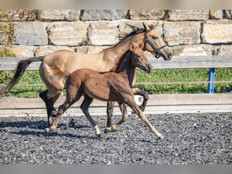 Speed Racking Horse Hengst Veulen (01/2026) 155 cm  in Aichtal