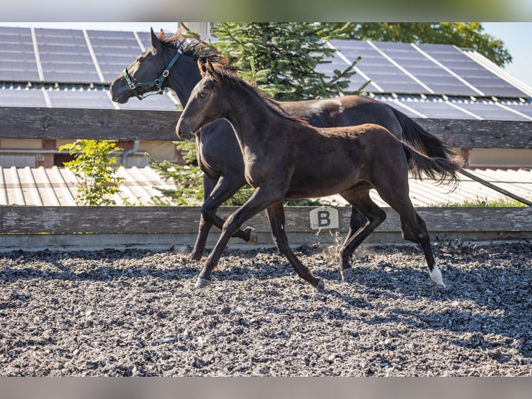 Speed Racking Horse Hengst Veulen (05/2026) 158 cm Zwart in Aichtal