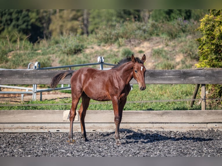 Speed Racking Horse Hengst Veulen (05/2026) 160 cm Bruin in Aichtal