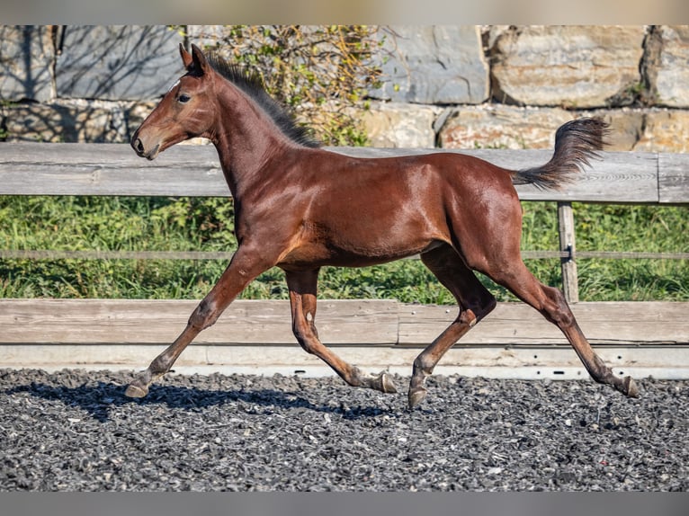 Speed Racking Horse Hengst Veulen (05/2026) 160 cm Bruin in Aichtal