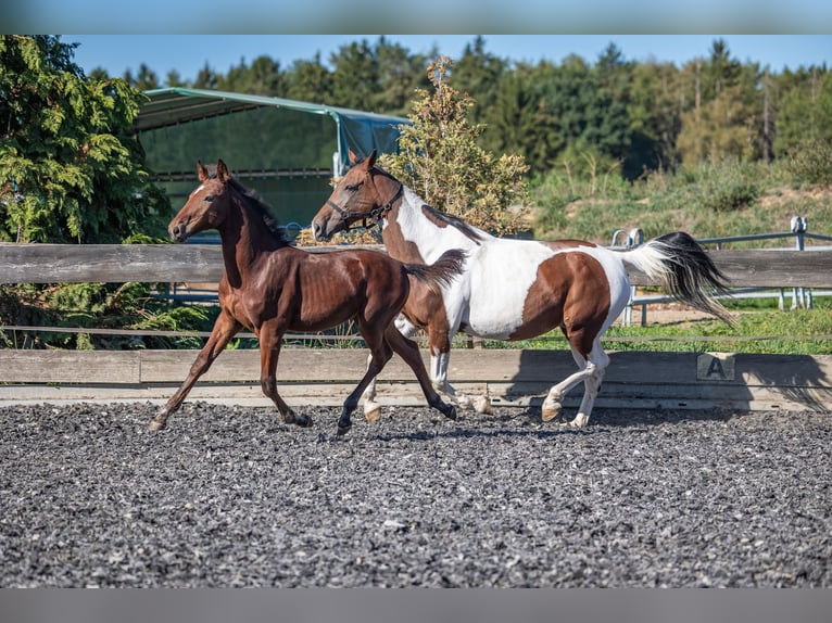 Speed Racking Horse Hengst Veulen (05/2026) 160 cm Bruin in Aichtal