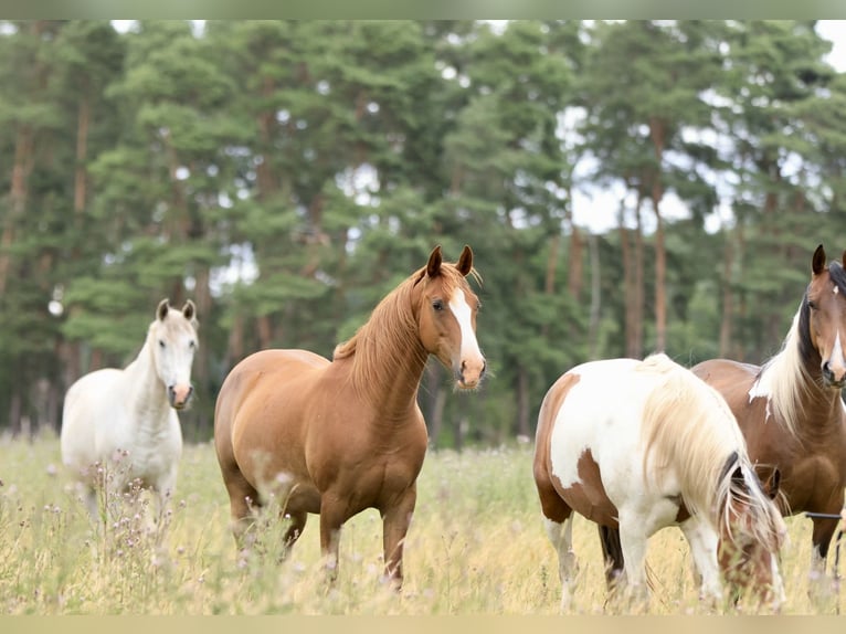 Speed Racking Horse Mare 10 years 14.2 hh Chestnut-Red in Ribbesbüttel