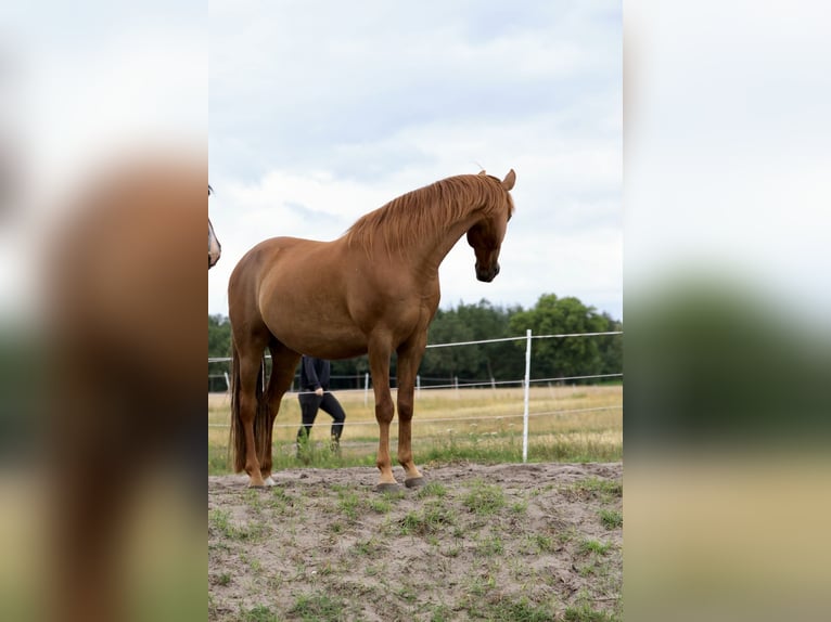 Speed Racking Horse Mare 10 years 14.2 hh Chestnut-Red in Ribbesbüttel