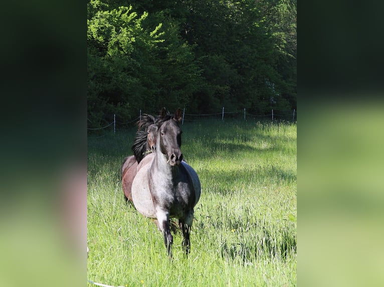Speed Racking Horse Mare 13 years 15.2 hh Roan-Blue in Waldhambach