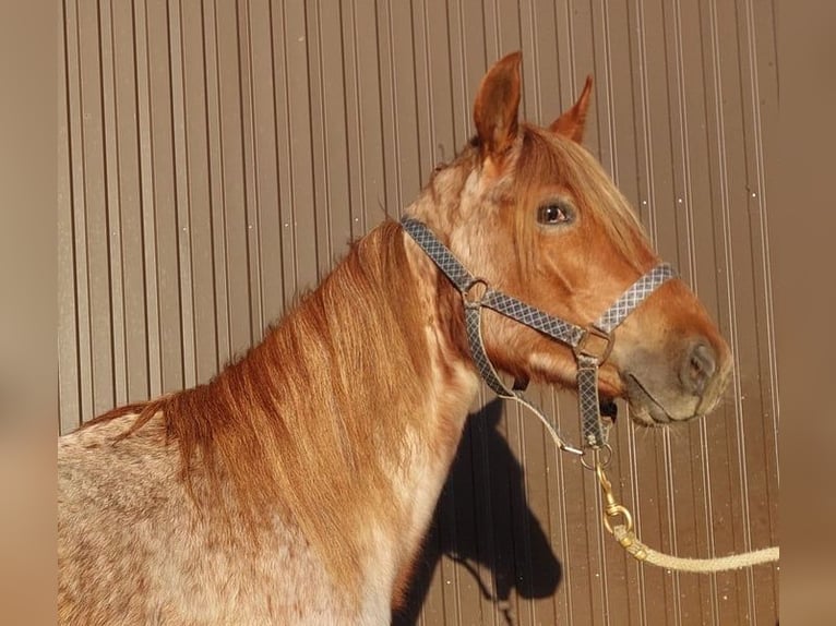 Speed Racking Horse Mare 2 years 15,2 hh Roan-Red in Saarland