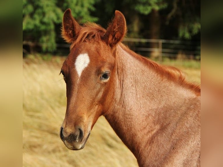 Speed Racking Horse Mare 3 years 15.2 hh Roan-Red in Saarland