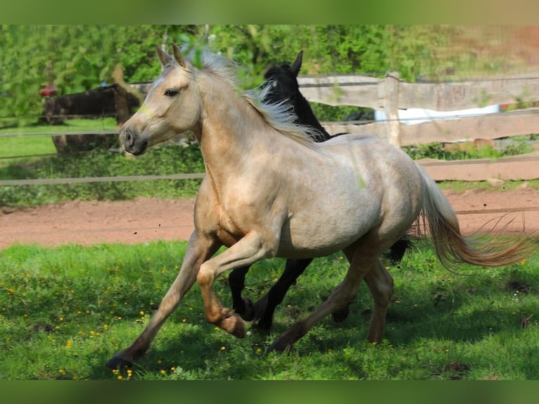 Speed Racking Horse Mare 4 years 14.2 hh Palomino in Waldhambach
