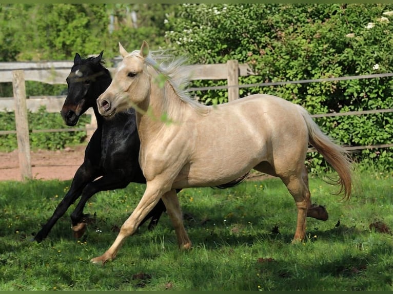 Speed Racking Horse Mare 4 years 14.2 hh Palomino in Waldhambach