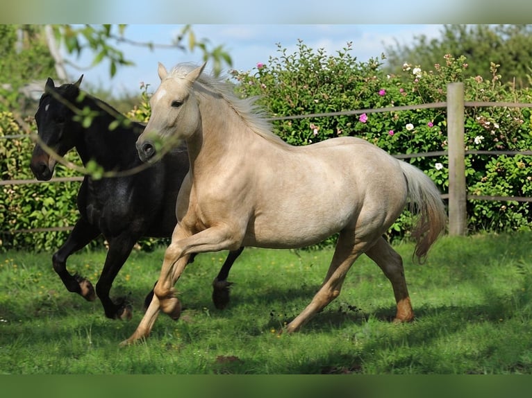 Speed Racking Horse Mare 4 years 14.2 hh Palomino in Waldhambach