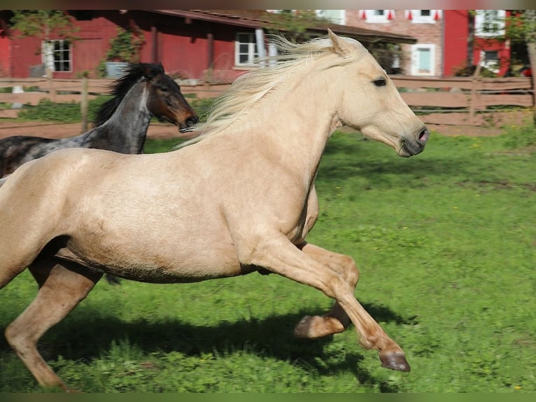 Speed Racking Horse Mare 4 years 14.2 hh Palomino in Waldhambach