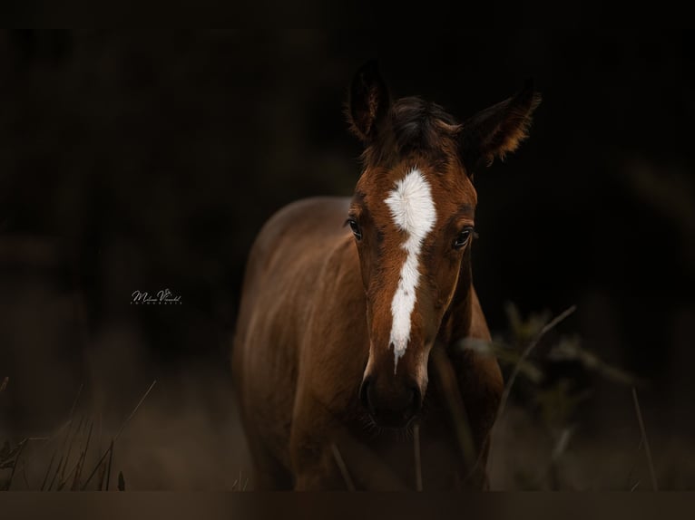 Speed Racking Horse Mare 4 years 15,2 hh Bay-Dark in Aichtal