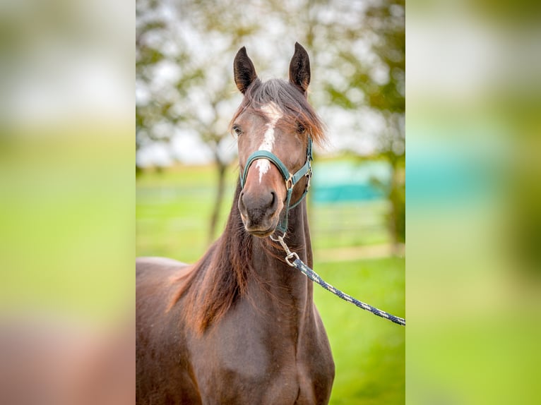 Speed Racking Horse Mare 4 years 15,2 hh Bay-Dark in Aichtal