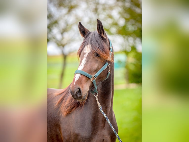 Speed Racking Horse Mare 4 years 15,2 hh Bay-Dark in Aichtal