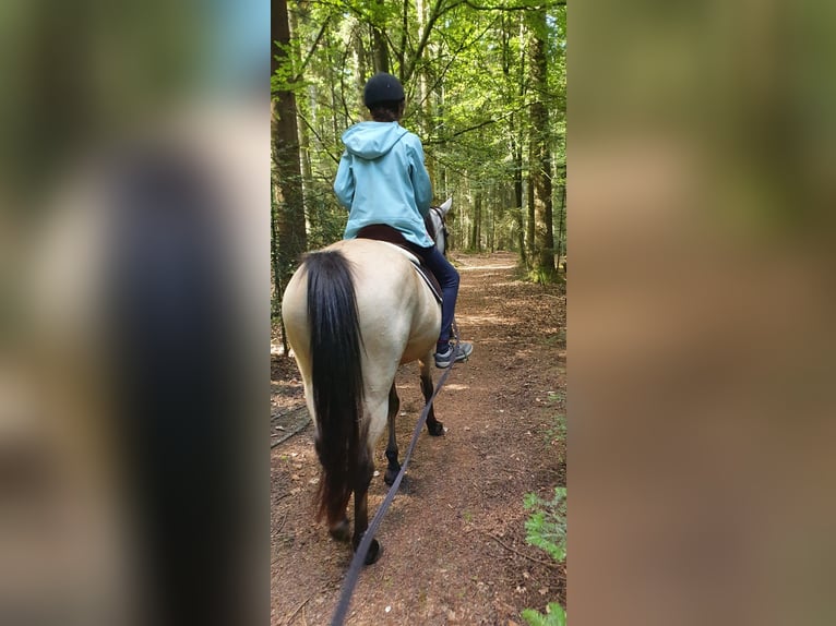 Speed Racking Horse Mare 5 years 14.1 hh Buckskin in Schömberg