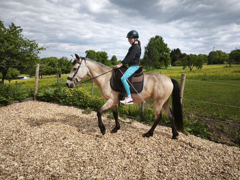Speed Racking Horse Mare 5 years 14.1 hh Buckskin in Schömberg