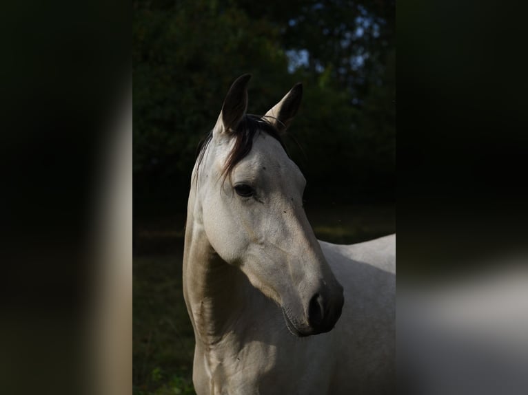 Speed Racking Horse Mare 5 years 14.1 hh Buckskin in Schömberg