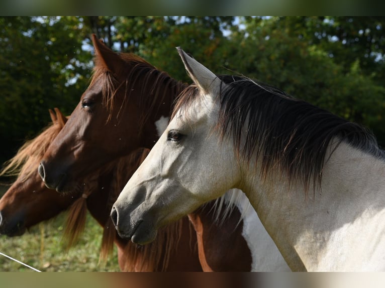 Speed Racking Horse Mare 5 years 15 hh Brown in Sch&#xF6;mberg