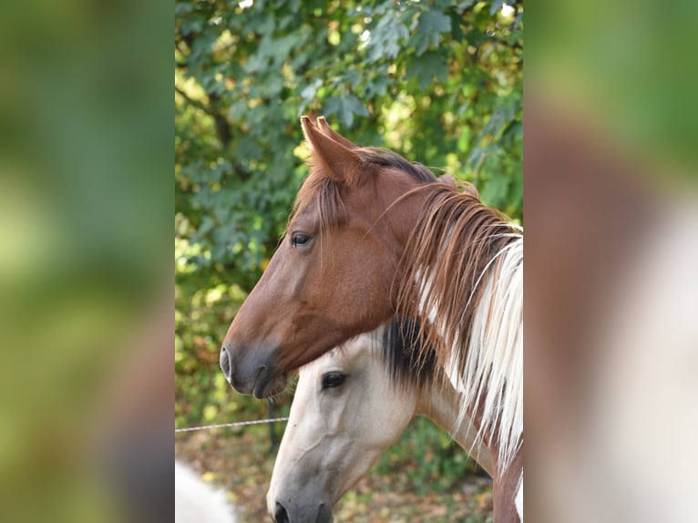 Speed Racking Horse Mare 5 years 15 hh Brown in Sch&#xF6;mberg