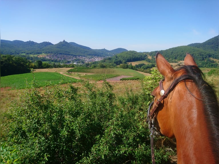 Speed Racking Horse Mare 6 years 15 hh Brown in Schömberg