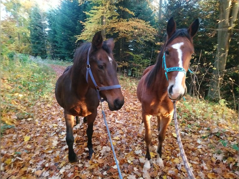 Speed Racking Horse Mare 6 years 15 hh Brown in Schömberg