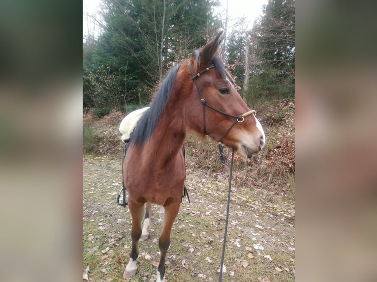Speed Racking Horse Mare 6 years 15 hh Brown in Schömberg