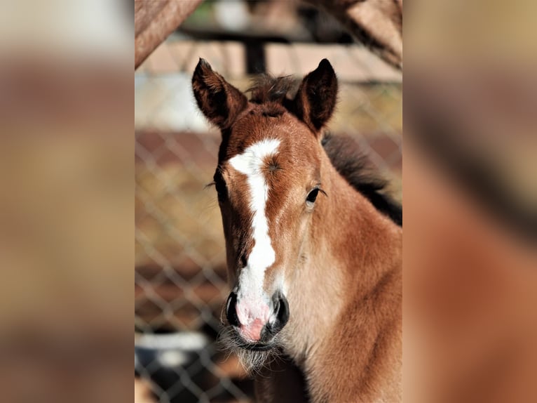 Speed Racking Horse Mare 6 years 15 hh Brown in Schömberg