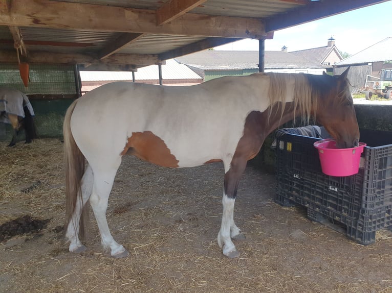 Speed Racking Horse Mare 7 years 14.2 hh Tobiano-all-colors in Hank