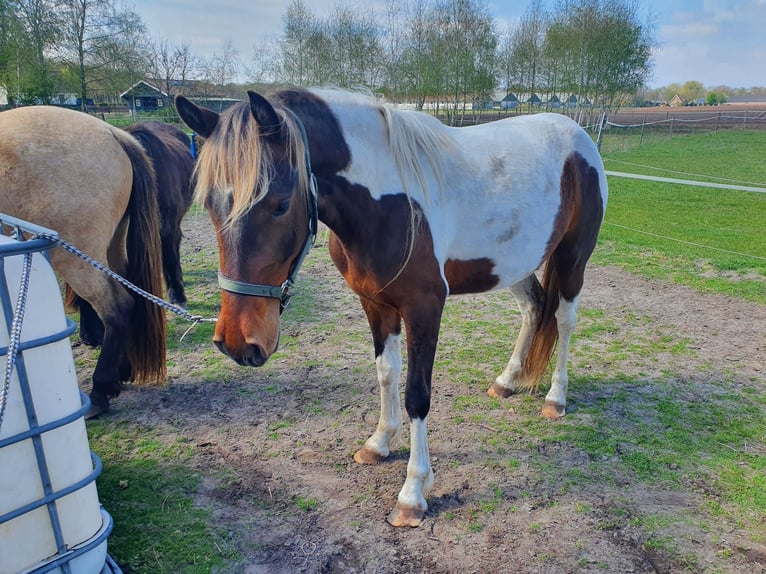 Speed Racking Horse Mare 7 years 14.2 hh Tobiano-all-colors in Hank