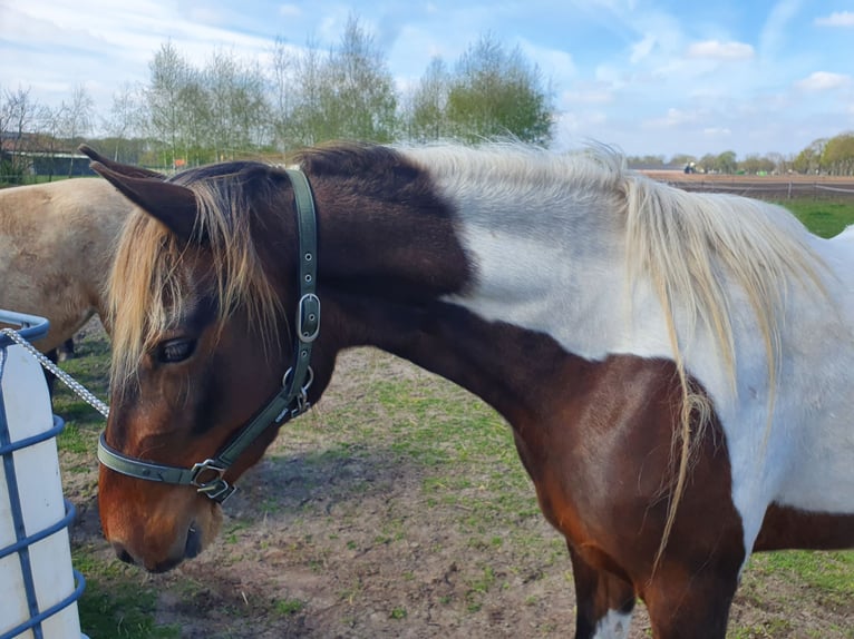 Speed Racking Horse Mare 7 years 14.2 hh Tobiano-all-colors in Hank
