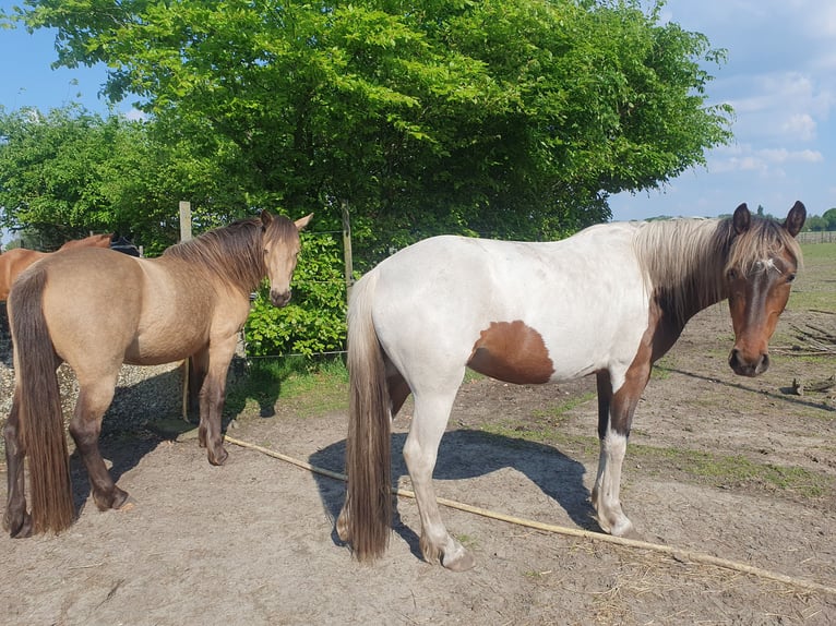 Speed Racking Horse Mare 7 years 14.2 hh Tobiano-all-colors in Hank