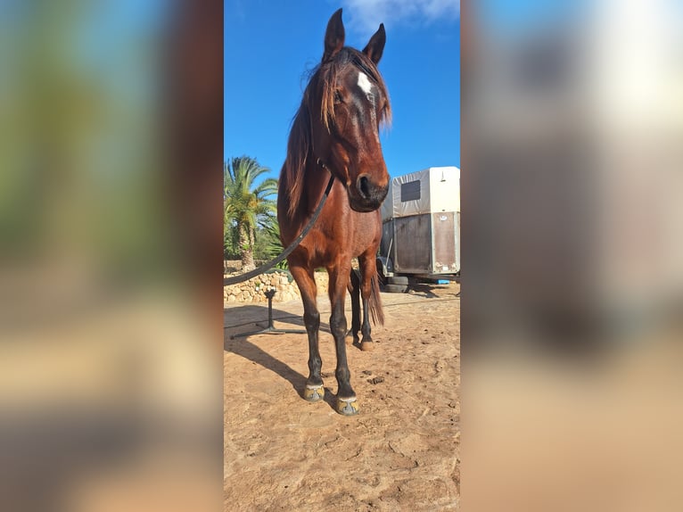 Speed Racking Horse Mare 8 years 15.1 hh Bay-Dark in Gondenbrett