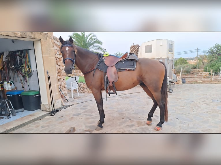 Speed Racking Horse Mare 8 years 15.1 hh Bay-Dark in Gondenbrett