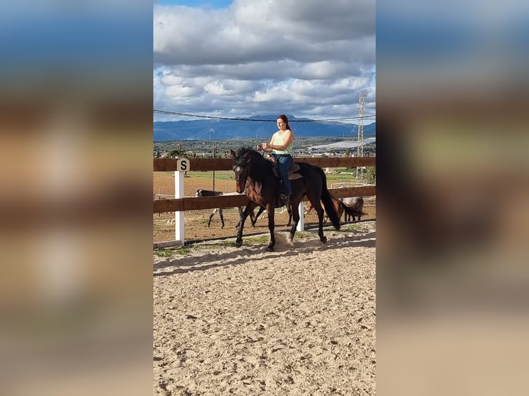 Speed Racking Horse Mare 8 years 15.1 hh Bay-Dark in Gondenbrett