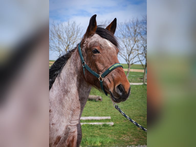 Speed Racking Horse Mare 9 years 15,1 hh Pinto in Aichtal