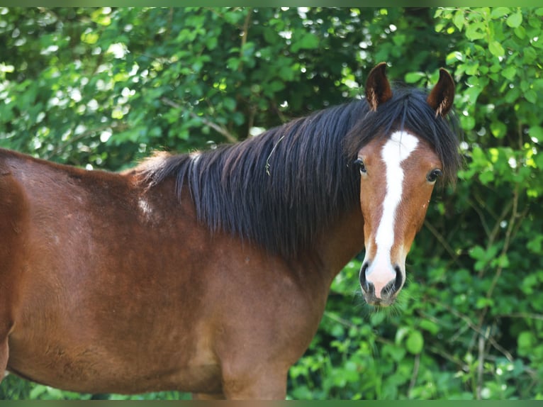 Speed Racking Horse Merrie 1 Jaar 154 cm Bruin in Eußerthal