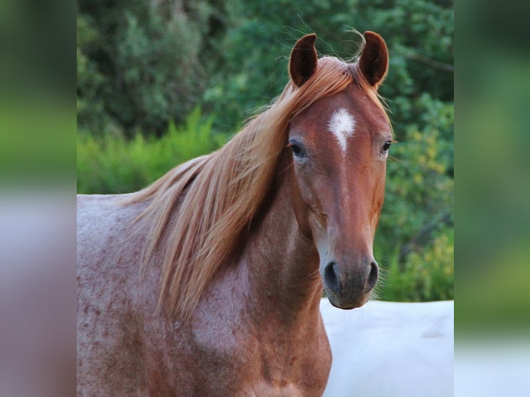 Speed Racking Horse Merrie 3 Jaar 156 cm Roan-Red in Saarland