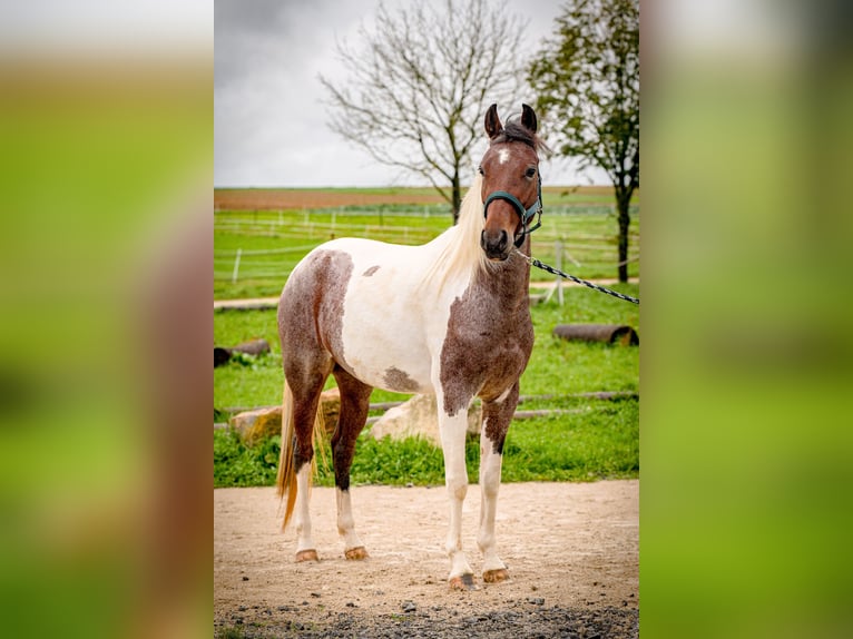 Speed Racking Horse Merrie 4 Jaar 154 cm Gevlekt-paard in Aichtal