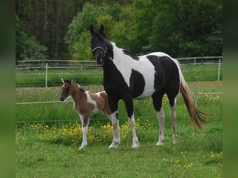 Speed Racking Horse Merrie 4 Jaar 154 cm Gevlekt-paard in Aichtal