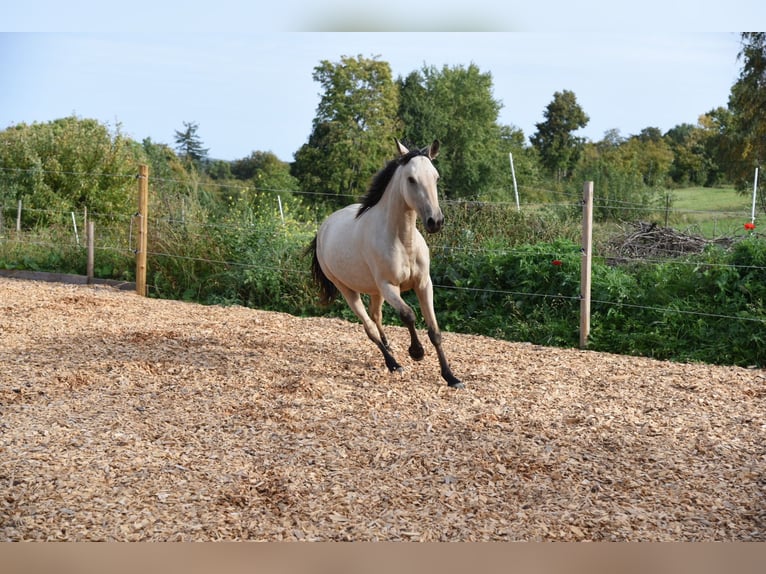 Speed Racking Horse Merrie 5 Jaar 145 cm Buckskin in Schömberg