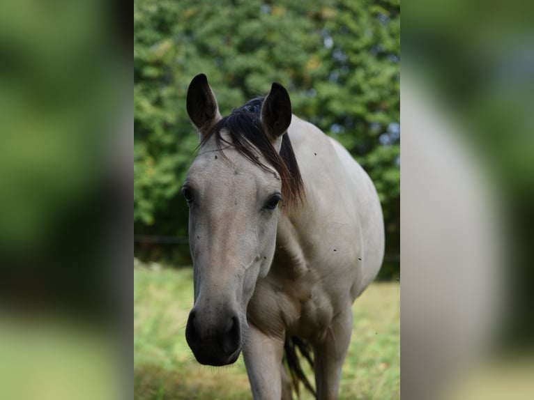Speed Racking Horse Merrie 5 Jaar 145 cm Buckskin in Schömberg