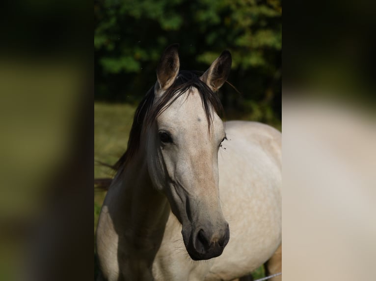 Speed Racking Horse Merrie 5 Jaar 145 cm Buckskin in Schömberg