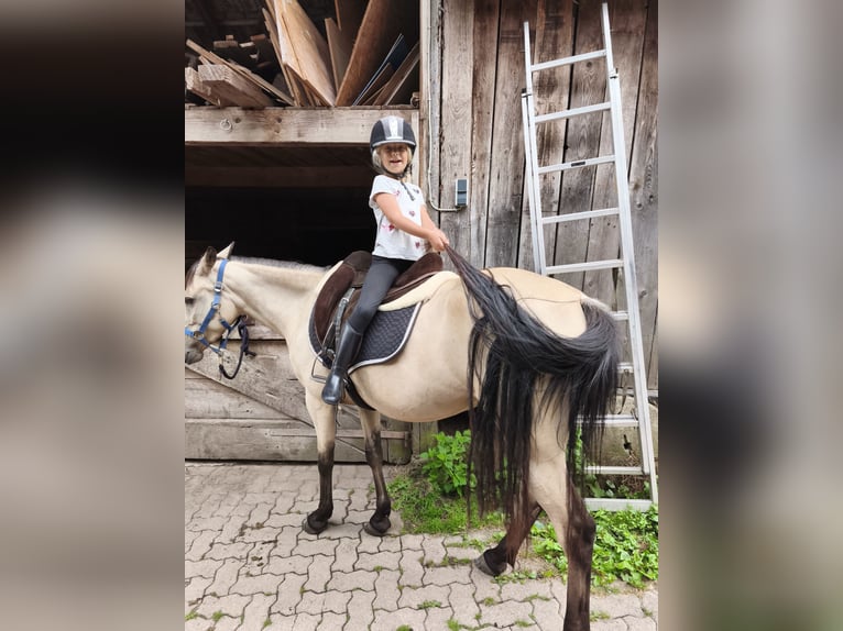 Speed Racking Horse Merrie 5 Jaar 145 cm Buckskin in Schömberg