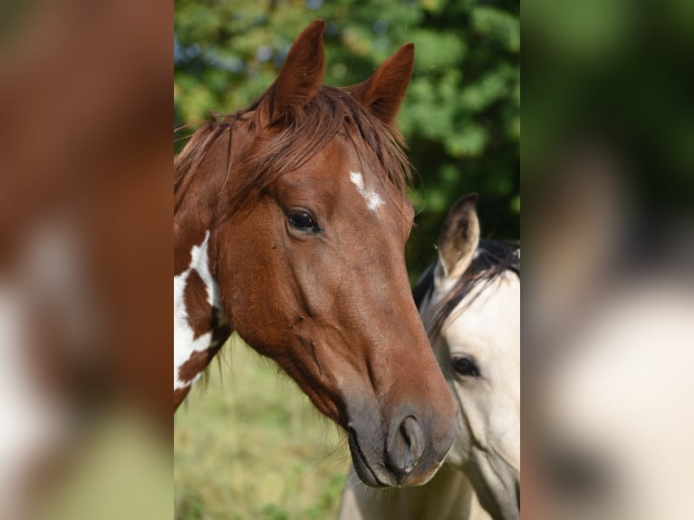 Speed Racking Horse Merrie 5 Jaar 152 cm Gevlekt-paard in Schömberg