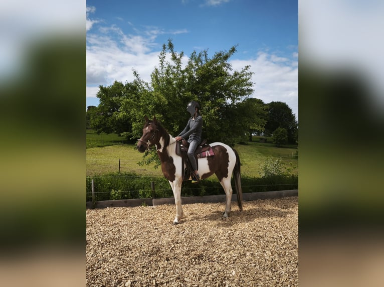 Speed Racking Horse Merrie 6 Jaar 153 cm Bruin in Schömberg