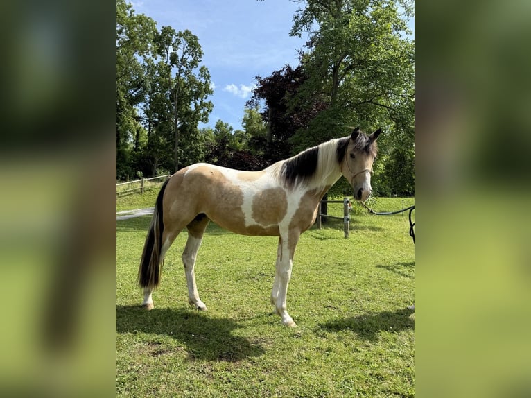 Speed Racking Horse Merrie 6 Jaar 158 cm Buckskin in Aichtal